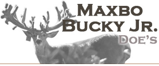 Maxbo Bucky Jr Buck Fawns